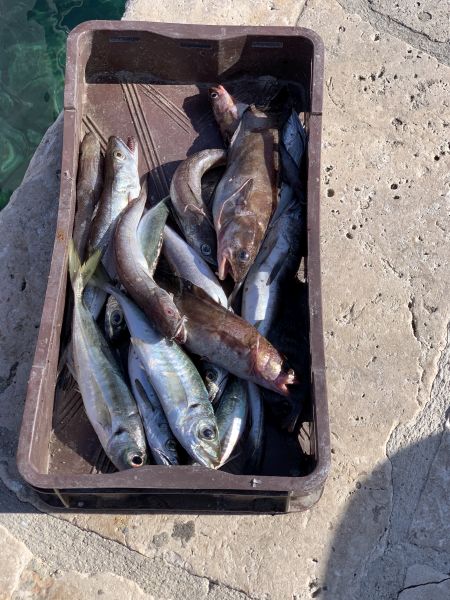Ministarstvo poljoprivrede predložilo uključenje svježe ribe u školsku prehranu