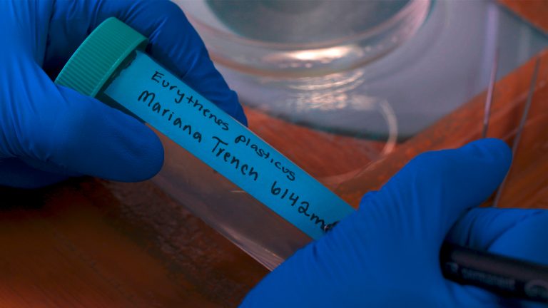 U Marjanskoj brazdi pronađena nova vrsta rakušaca – ime dobila po plastici