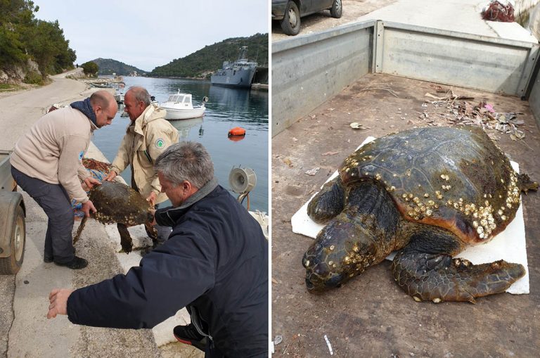 Kornjača Koronita spašena na Lastovu