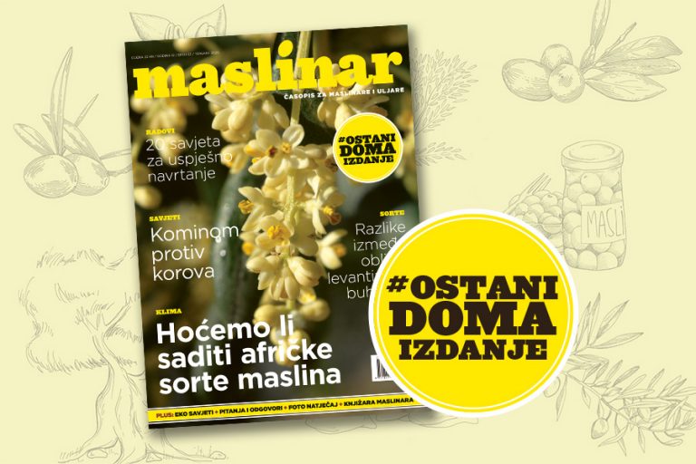 Novi broj Maslinara online – #ostanidoma izdanje