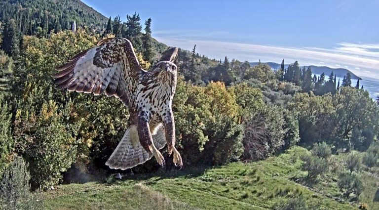 Bez komentara: u letu iznad Arboretuma