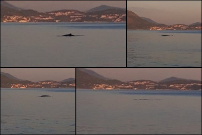 U dubrovačkom akvatoriju sve je više dupina, a došli su nam i kitovi, evo kako se ponašati u njihovoj blizini