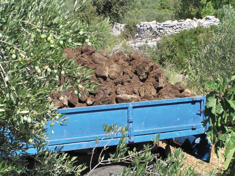 MASLINAR: Kako smo između dva svjetska rata izvozili kominu za Talijane