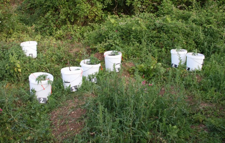 Konavljanin uzgajao marihuanu na manjoj plantaži