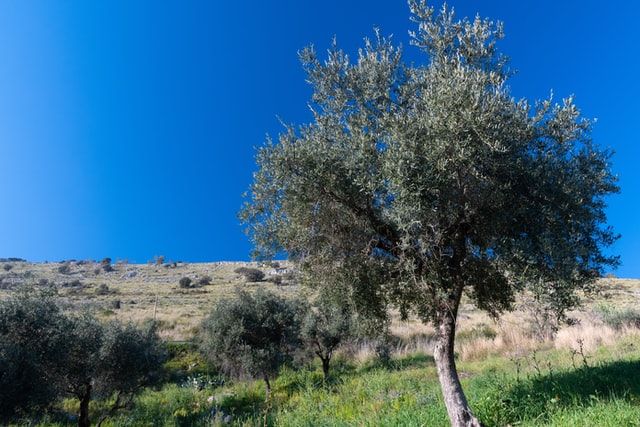 KORISNI SAVJETI: treba li maslinu gnojiti?