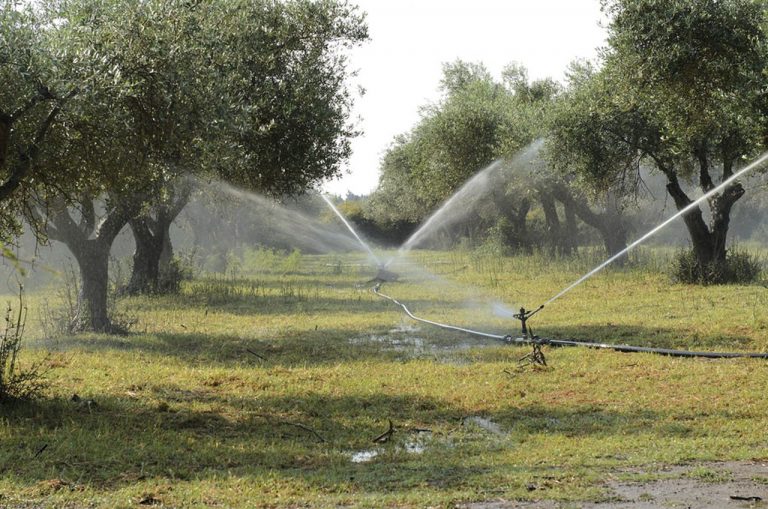 Zašto je u ljetnim mjesecima jako bitno maslini osigurati vodu?