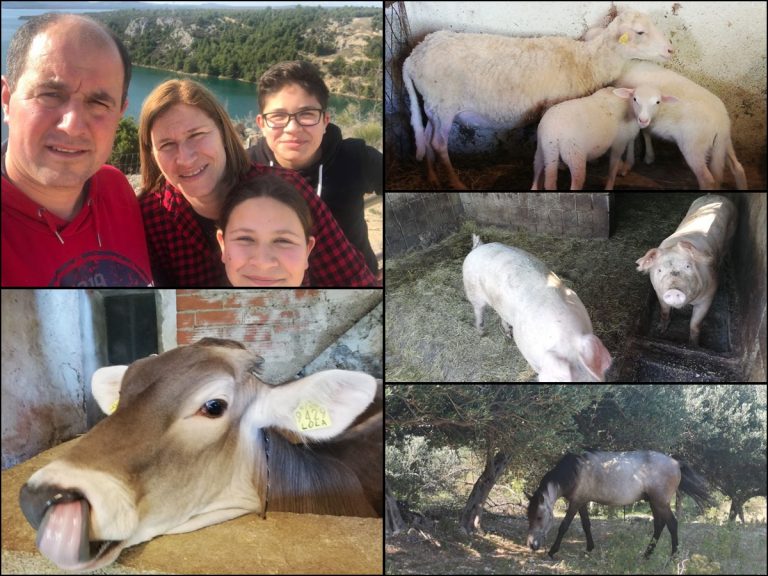 OPG PURIN: Sve je krenulo s jednom kravom, a sada u Buićima imaju pravo malo životinjsko carstvo!