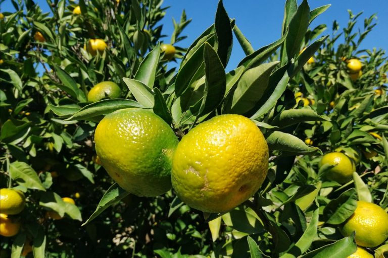 Povjerenstvo za mandarine preporučilo da berba najranijih sorti započne 20. rujna