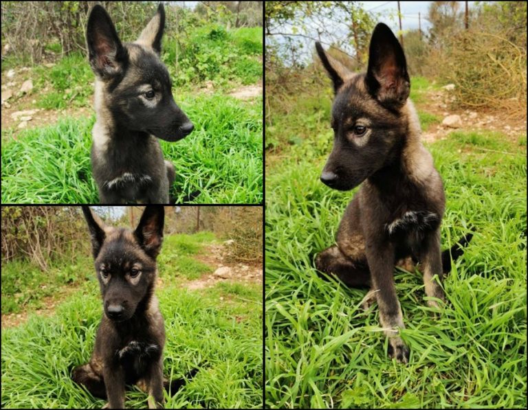 UDOMI/NE KUPUJ: Hera je posebna i čeka vas na Žarkovici!