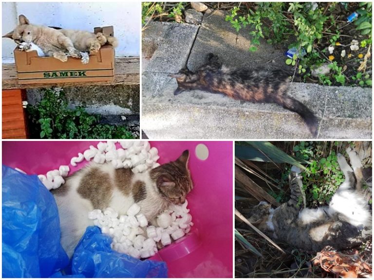 MOSTRUOZAN ČIN U MOKOŠICI Otrovano pet mačaka – Društvo za zaštitu životinja podnijelo nekoliko prijava