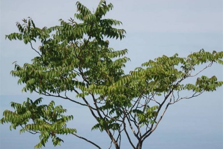 LIFE CONTRA Ailanthus –  spriječimo širenje invazivnog pajasena