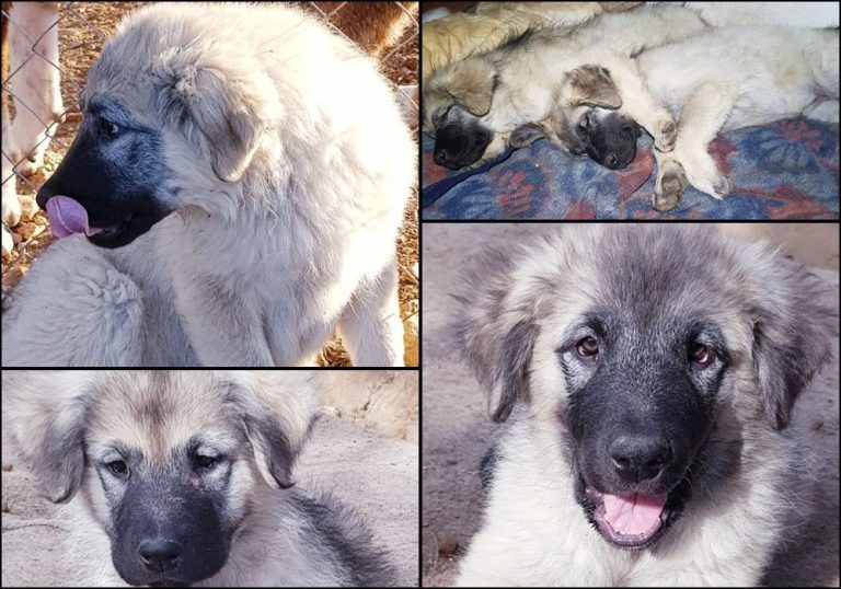 UDOMI/NE KUPUJ: Cici i Bella vjeruju u Božićna čuda!