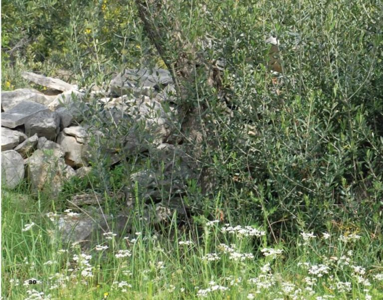 MASLINAR: Freza hrani korove