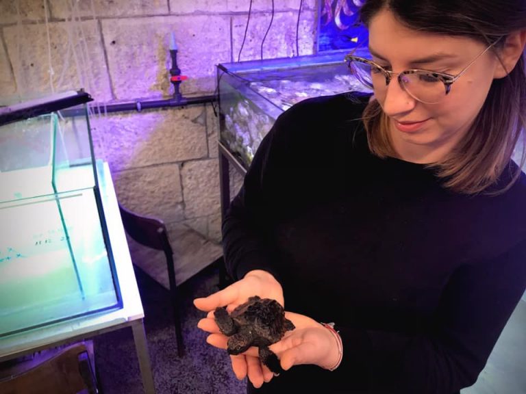 Na Korčuli pronađena najmanja jedinka glavate želve u Jadranu