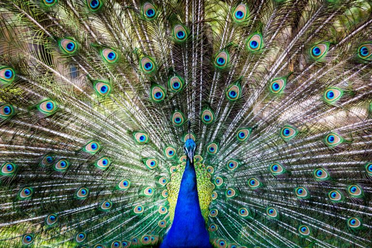 Od 1. do 3. veljače besplatno na Lokrum