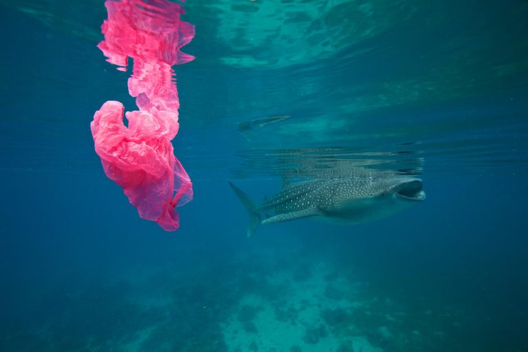 WWF SLAVI 60 godina brige o prirodi s ciljem stvaranja pravednijeg, zdravijeg i održivijeg svijeta