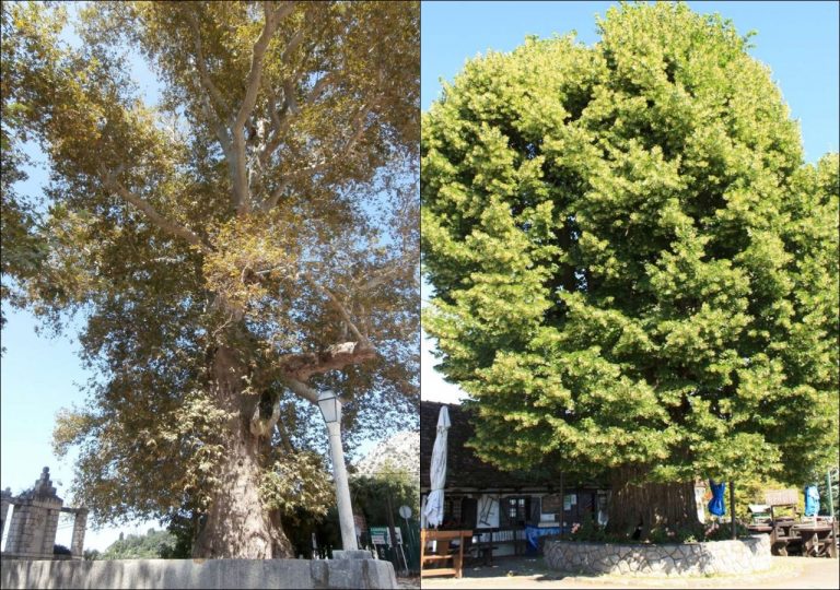 Nominirajte stablo koje će se boriti za titulu Hrvatskog stabla 2021.
