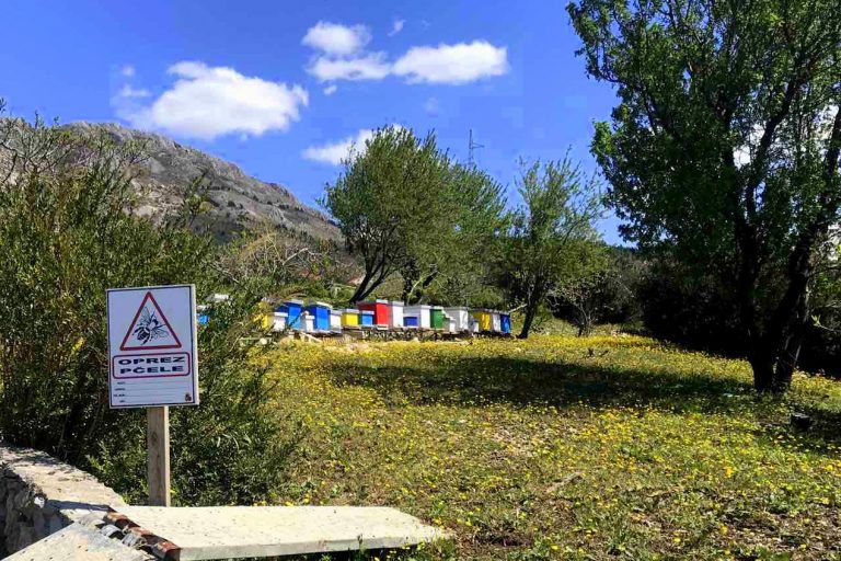 Općina Župa dubrovačka osigurala sadnice medonosnih biljaka pčelarskoj udruzi Ruzmarin