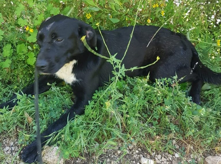 UDOMI, NE KUPUJ: Molly obožava djecu, pružite joj priliku!