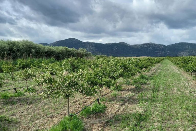 Stručnjaci Agronomskog fakulteta u dolini Neretve analiziraju tlo