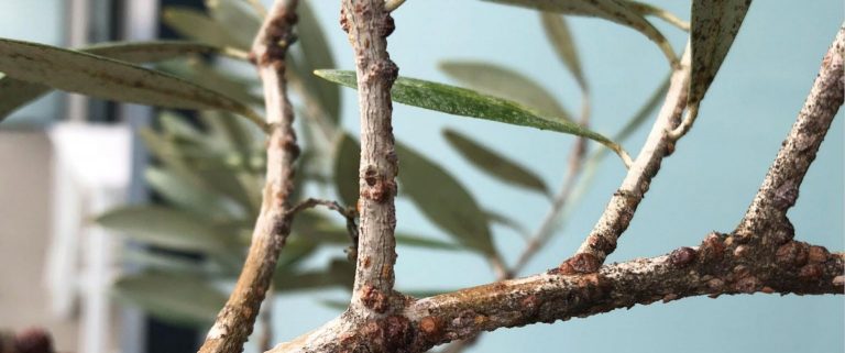 MASLINAR: Štetnici masline – štitaste uši vole lošu gnojidbu