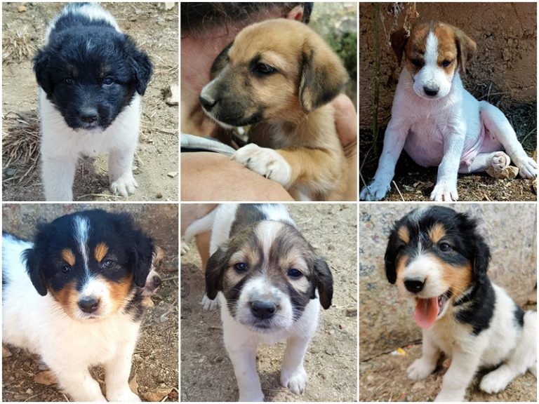 UDOMI, NE KUPUJ: na Žarkovici vas čekaju štenci