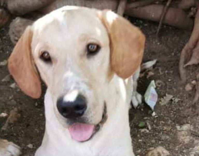 UDOMI, NE KUPUJ: Fonte je zaigrano štene, a labradorski geni obećavaju prijateljstvo