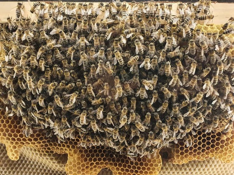 Potpišite i vi inicijativu za spas pčela u EU