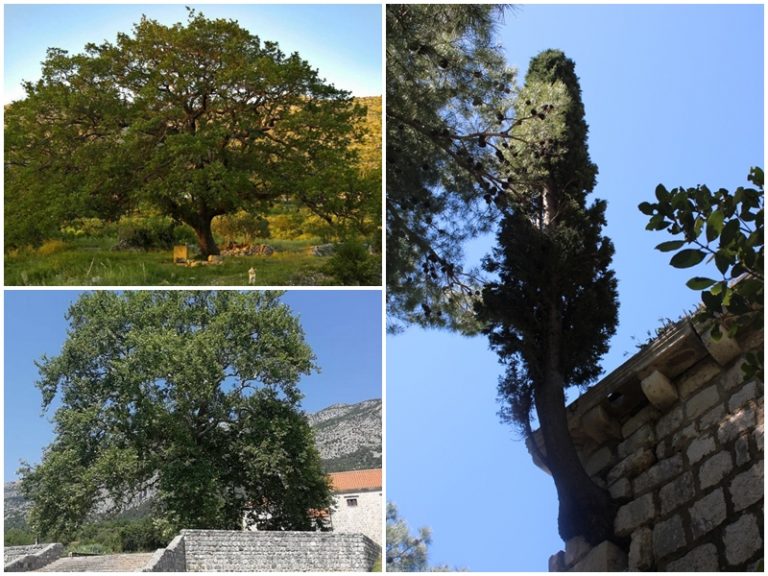 Čak tri stabla s područja županije u konkurenciji za Hrvatsko stablo 2021.