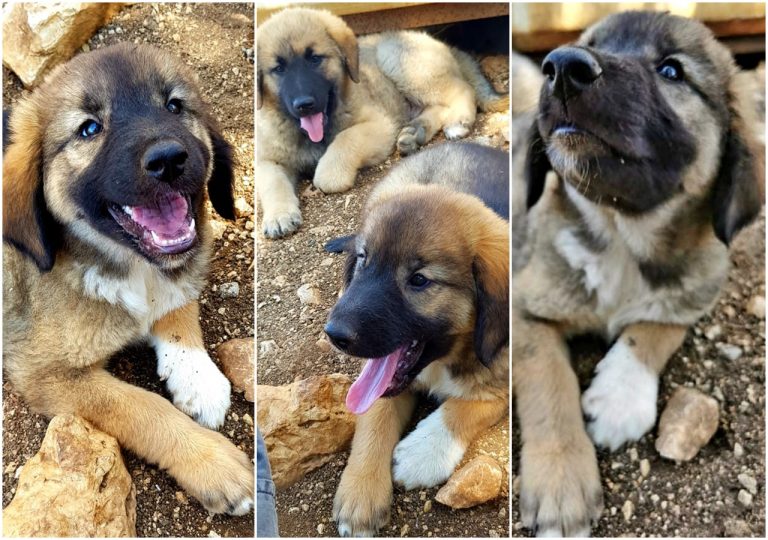 UDOMI, NE KUPUJ: 6 štenaca, mješanaca šarplaninca na Žarkovici čeka svoje ljude