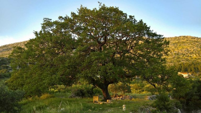 Je li moguće? Stoljetni dub iz Majkova, nominiran za stablo godine srušit će se zbog polaganja cijevi?