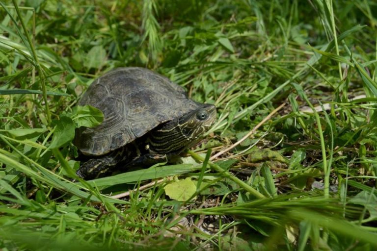 Javni uvid i izlaganje prijedloga Uredbe o proglašenju posebnog rezervata Lokve u Majkovima