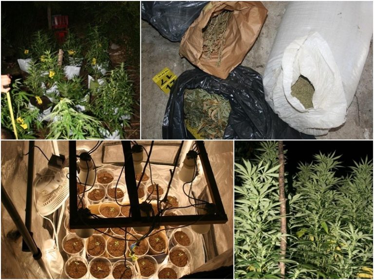 METKOVIĆ Pronađena plantaža indijske konoplje, pet laboratorija za uzgoj i veća količina marihuane
