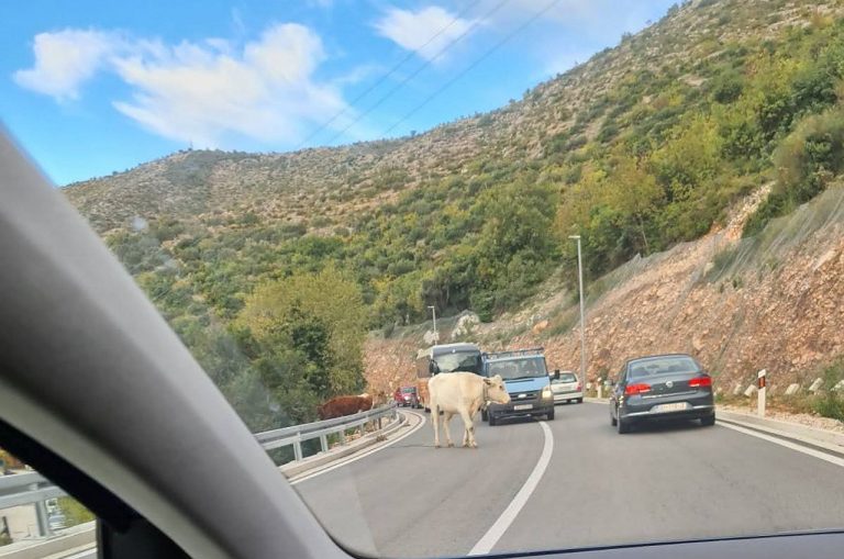 OPREZ VOZAČI: Krave na magistrali u Zatonu