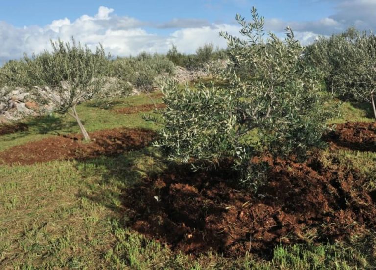 MASLINAR: Kasna gnojidba i rezidba nakon berbe su opasne