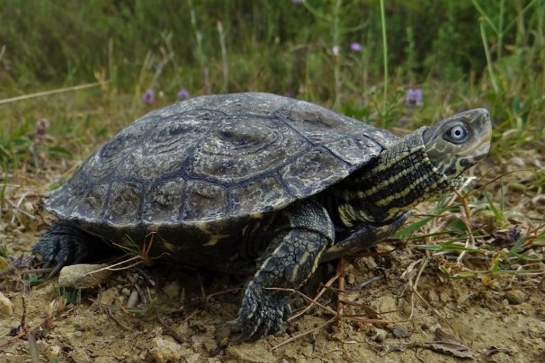 Lokve u Majkovima prvi su herpetološki rezervat u Hrvatskoj