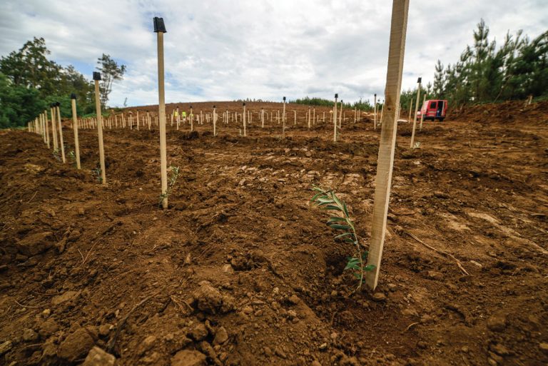 MASLINAR: analiza tla i gnojidba prije sadnje