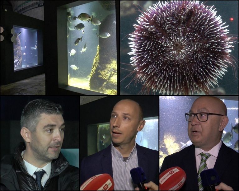 Od sutra možete u preuređeni dubrovački akvarij- za ljude iz grada ulaz besplatan