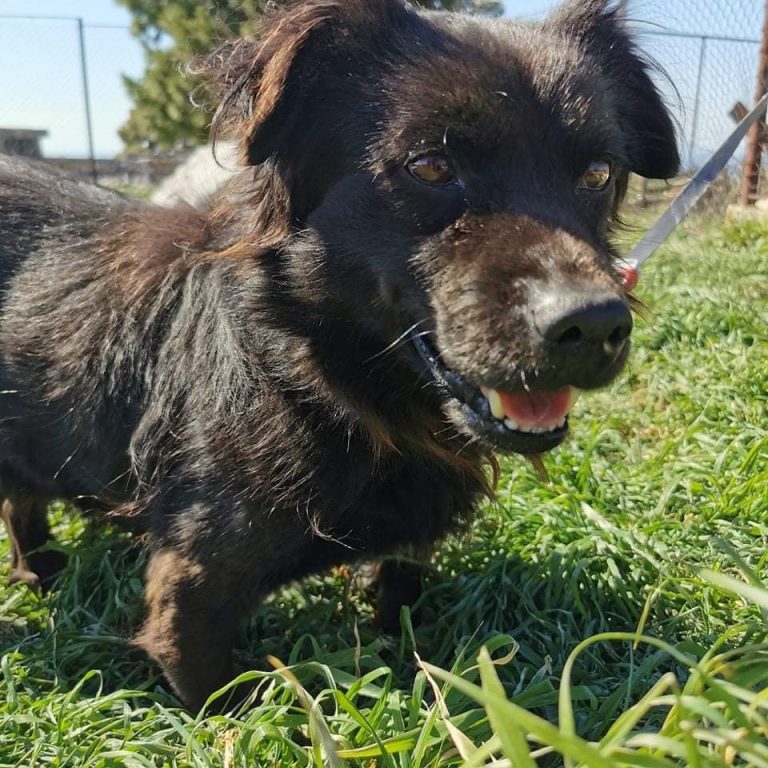 UDOMI, NE KUPUJ/ malen rastom, Čaki ima stav i hrabro srce
