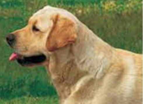 UDOMI/NE KUPUJ: Labrador Ben već predugo čeka da bude izabran