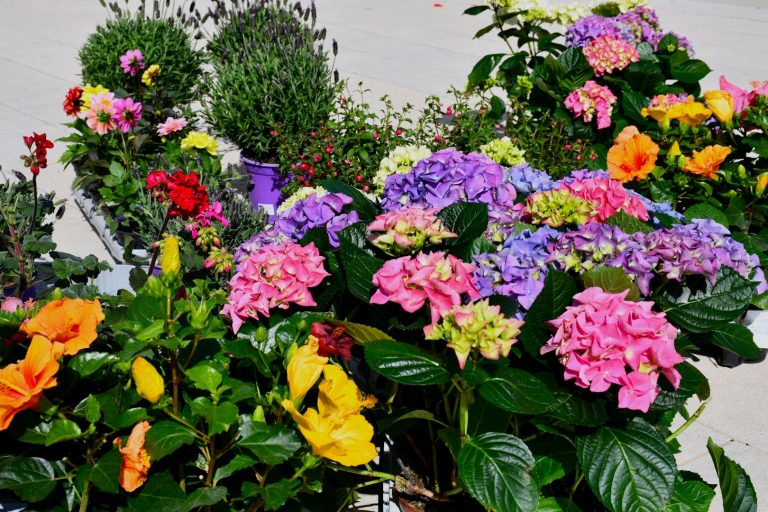 DUBROVNIK FLOWER MARKET Idućeg vikenda tradicionalna manifestacija za ljubitelje cvijeća, hortikulture i umjetnosti