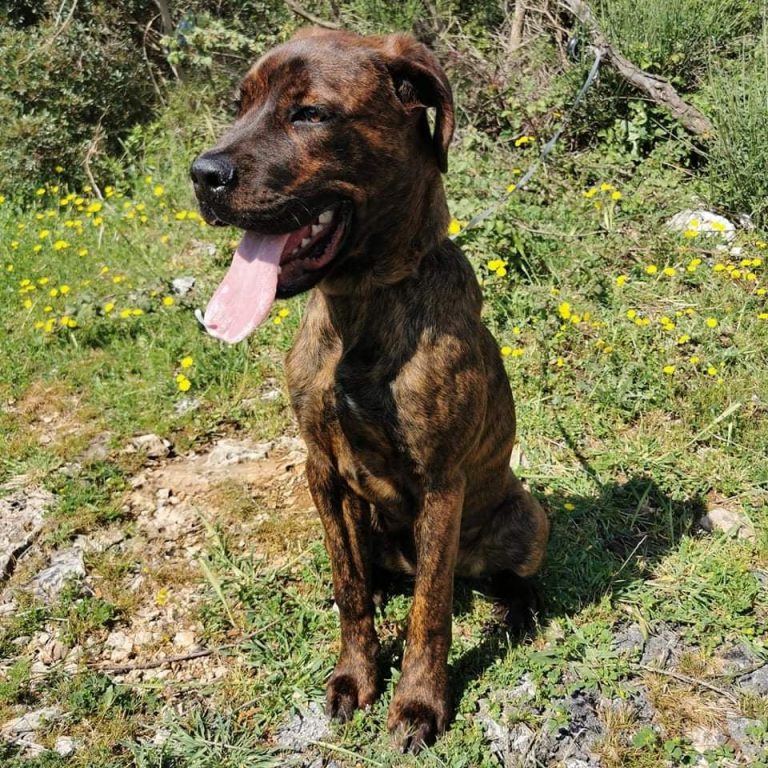 UDOMI/NE KUPUJ: Tigi simpatično i zaigrano štene koje će donijeti radost u vaš dom