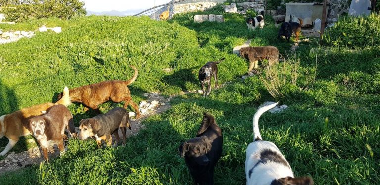 PRIJATELJI ŽIVOTINJA: Grad Dubrovnik jedini je krivac za patnju napuštenih životinja!