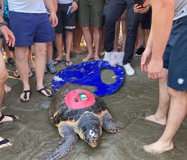 Dvije glavate želve Luka-Amadeo i Mini Koko, nakon oporavka puštene su u more u Lumbardi