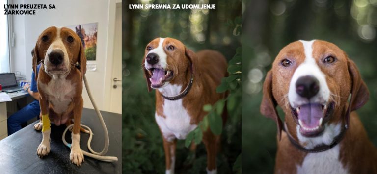 Veterinarska inspekcija produžila rok za zbrinjavanje, udomljeno je samo 13 pasa sa Žarkovice