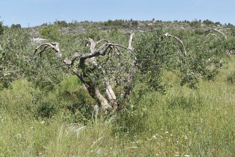 MASLINAR: Evo kojim sortama pogoduje ljetna rezidba