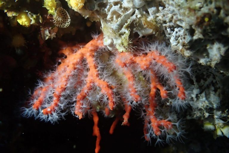 FOTO: Jeste li znali da u mljetskom podmorju živi 56 vrsta koralja?
