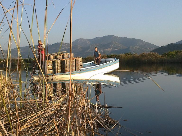 IZMEĐU MITA I STATISTIKE (2): U županiji se proizvodi jedino višak mandarina, nisu iznenađeni što ugostitelji traže nove kanale nabave