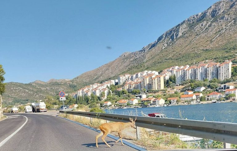 NEOBIČAN PRIZOR u Čajkovićima  – srndać na putu