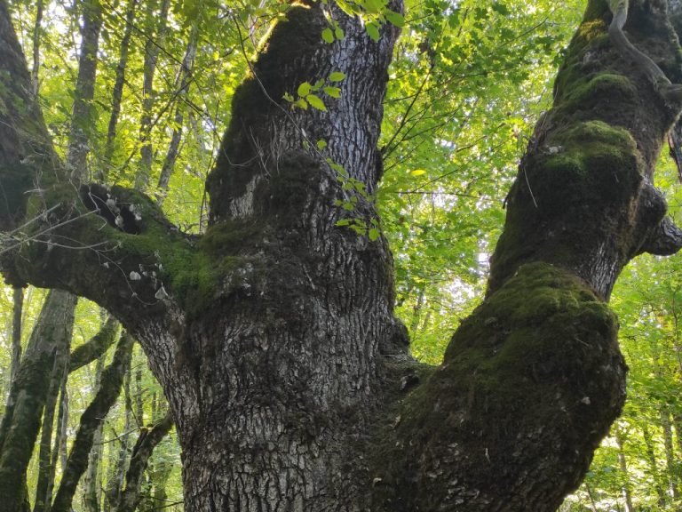 Završen izbor za hrvatsko Stablo godine – pobjednik je hrast iz “Čarobne šume”